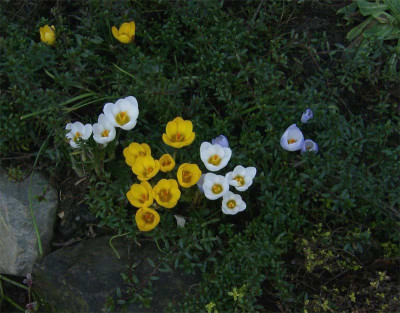 krokusse-130211.jpg