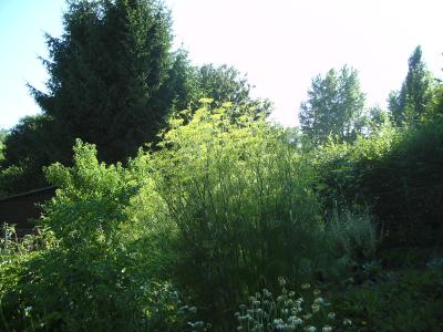 Riesenfenchel.jpg