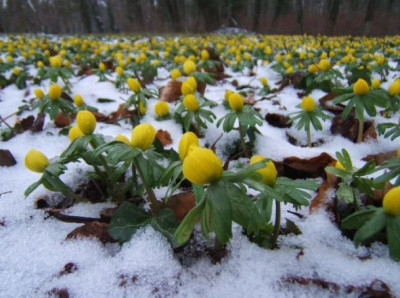 Ostrau_Winterlinge_13-2-11.JPG