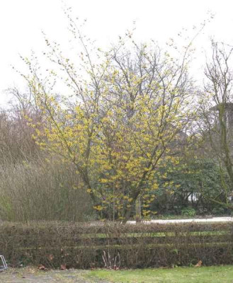 Westerstede_ganz_800x600.jpg
