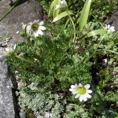Callianthenum_kernerianum_2005-04-24.JPG