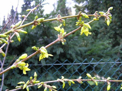 forsythien140211-kl.JPG