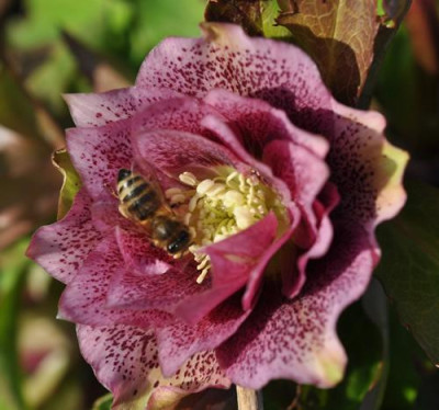 Helleborus_Scilla__gef._Biene_0011__0132.jpg