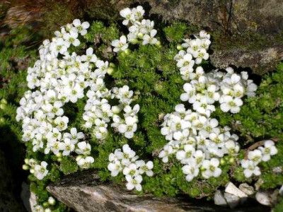 Petrocallis_pyrenaica_alba_2005-04-23.JPG