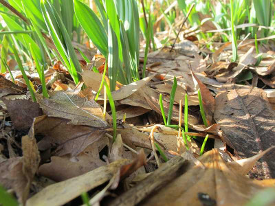 Galanthus-Samlinge_ue.jpg
