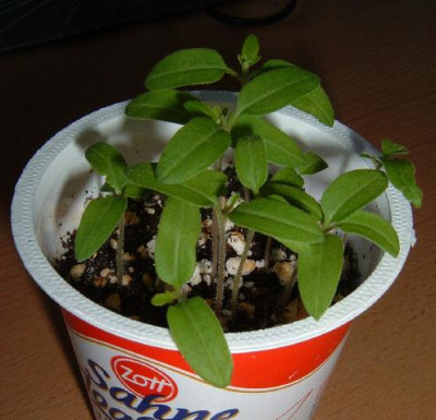 tomate_aurantiacum.jpg