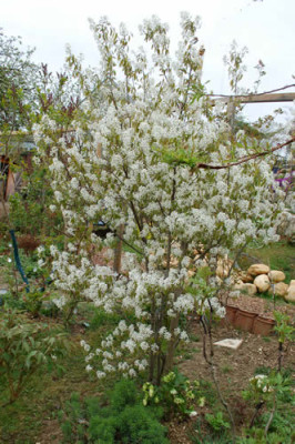 Amelanchier_lamarckii_0011__43839.jpg
