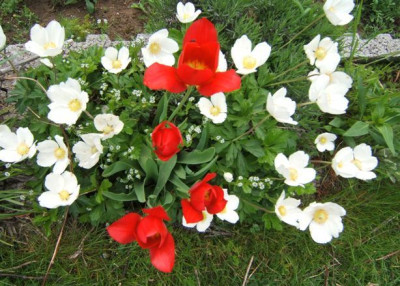 Anemone_sylvestris__Tulpe.JPG