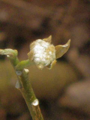 Edgeworthia_papyrifera_IMG_8166.JPG