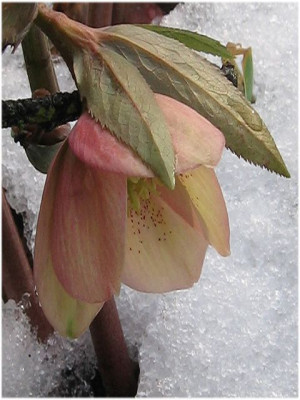 k-apricot_terasse_1.jpg