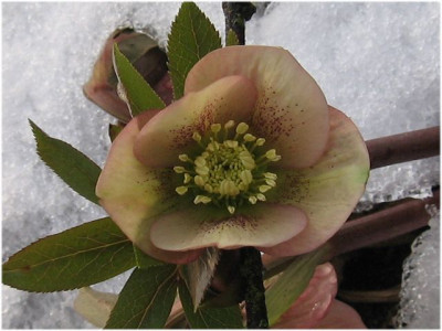 k-apricot_terasse_2.jpg