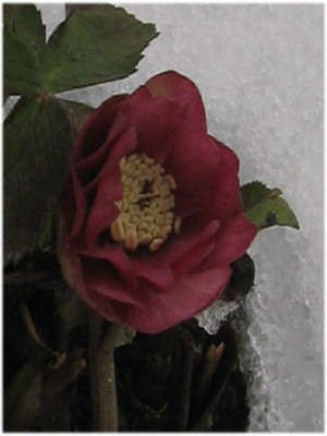 k-rosa_gefullt_lutz.jpg