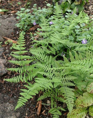09230022_eGymnocarpium_dryopteris-Eichenfarn.JPG