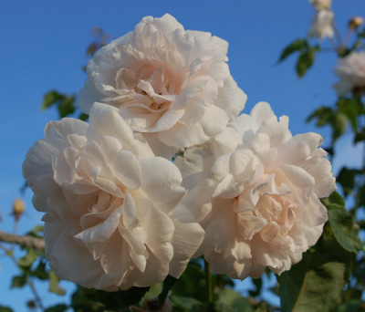 Mme_Alfred_Carriere_0011__55057.jpg