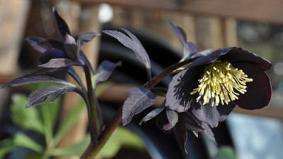 Schwarze_Helleborus_0011__0105.jpg