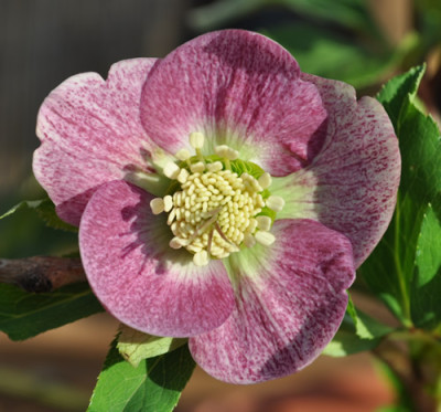 Helleborus_einfach_rdb_0011__0111.jpg