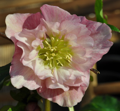 Helleborus_hell_gef_0011__0117.jpg