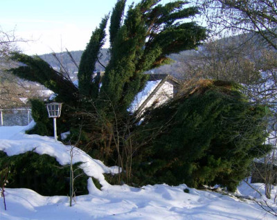 Wacholder-zerbrochen.jpg