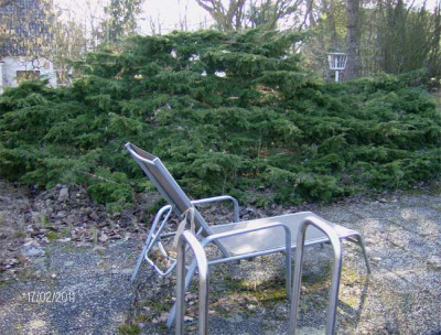 Sadebaum-Nordseite-170211.jpg
