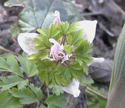 Anemone_nemorosa_Green_DreamRimg0197.JPG