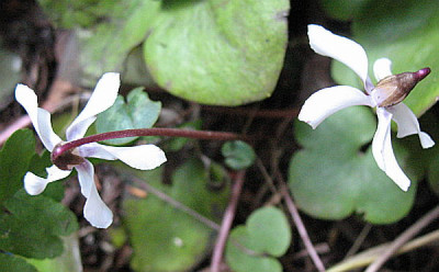 Cyclamen_Bl.17.02.2011_018.jpg