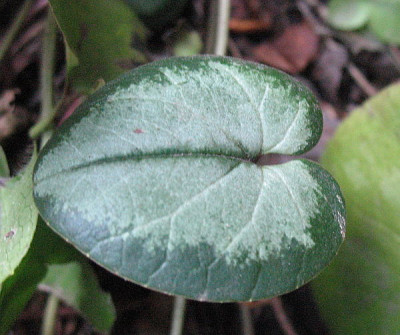 Cyclamen_B._17.02.2011_019.jpg