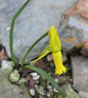 Narcissus_cyclamineus_17.02.2011_028.jpg