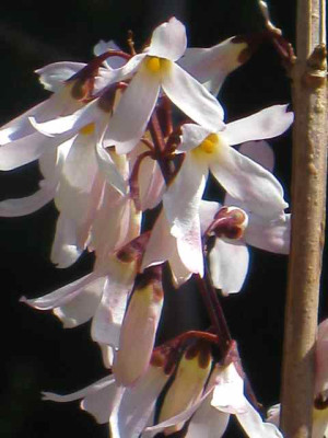 Abeliophyllum1__IMG_4970.JPG