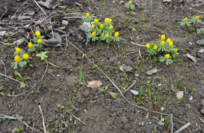Eranthis_normalis_011___0201.jpg
