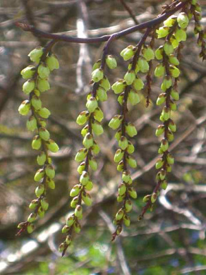 Stachyurus_chinensis__IMG_4988.JPG
