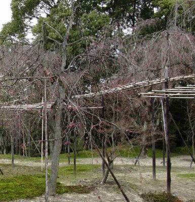 Heian_Kirschgarten_1.jpg
