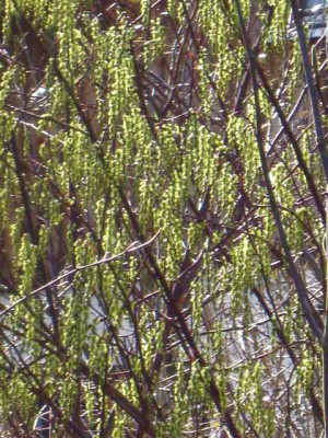 St._chinensis__IMG_4985.JPG