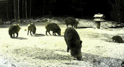 cam_1_18.02.11.jpg