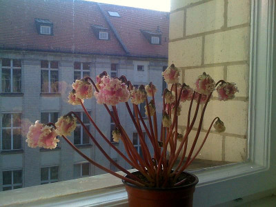 cyclamen_extraterrestrisch.jpg