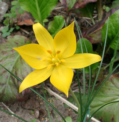 04240008_eTulipa_sylvestris.JPG