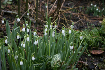 Schneegloeckchen0311.jpg
