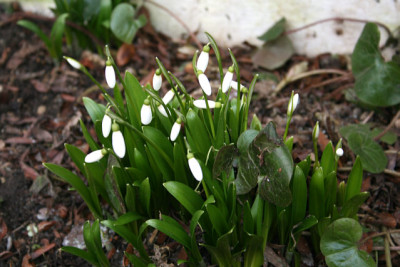 Schneegloeckchen0211.jpg