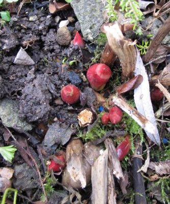 Paeonia_tenuifolia_1_fars_2011.jpg
