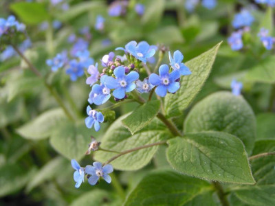 brunnera_langtrees_blatt.jpg