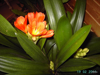 PICT5446-1.JPG