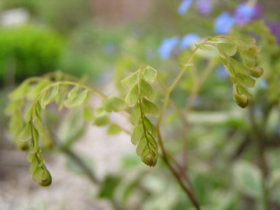 adiantum_pedatum_entfaltend.jpg