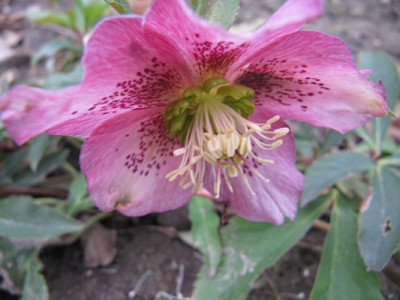 helleborus__517.jpg