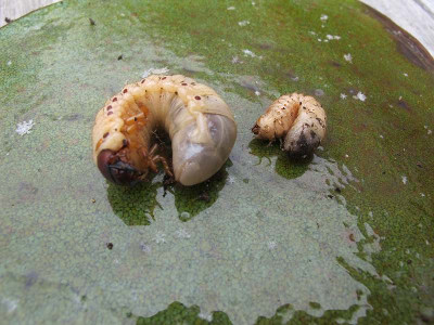 Shrimps1_ue.jpg