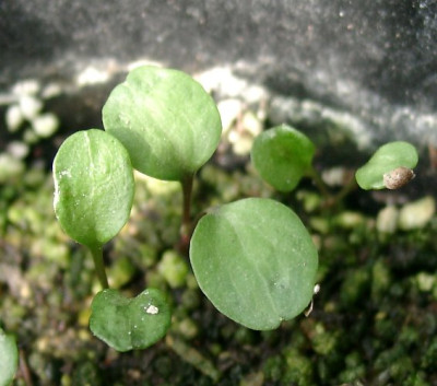04230013_eHepatica_nobilis_marmorata_weiss_Samling2005.JPG