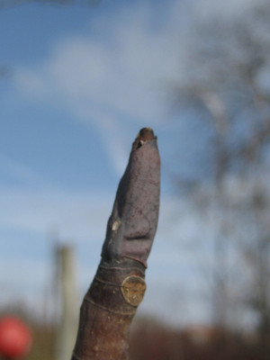 2011-02-20_M._tripetala_1.jpg