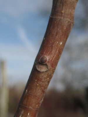 2011-02-20_M._tripetala_2.jpg