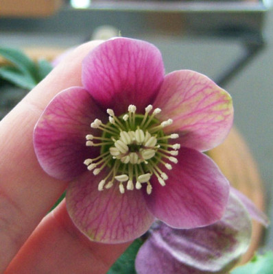 H.abchasicus-Blute.jpg