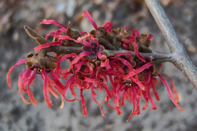 Hamamelis_Livia1.jpg