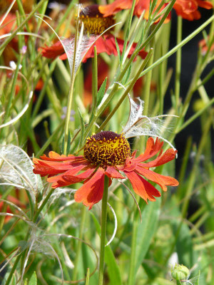 helenium_morheim_beauty2_kl.jpg