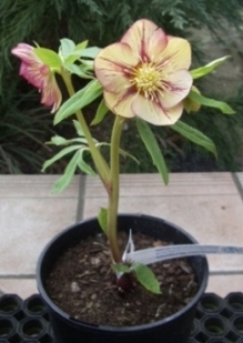 201101.JPG